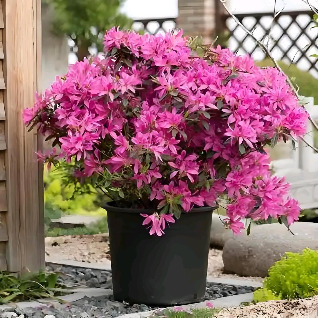 重庆市南川区渝南黔北花木批发市场有限公司