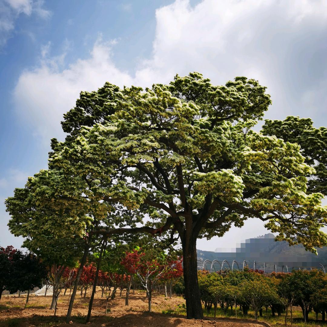 青岛树多多园林