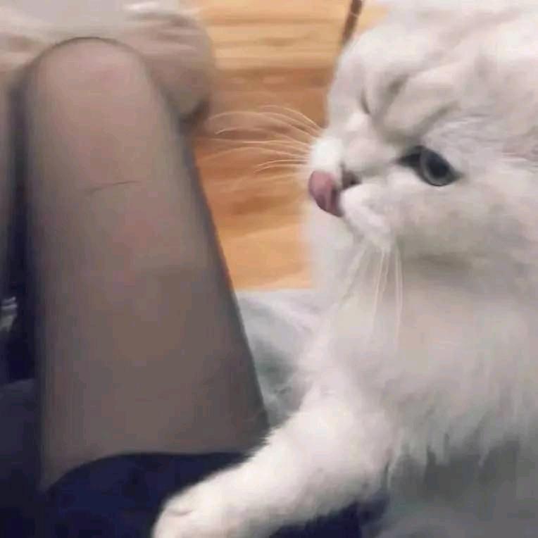 鸡脚芝士