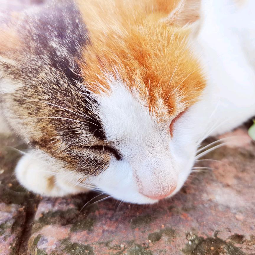 猫猫不懂人类那么复杂的感情