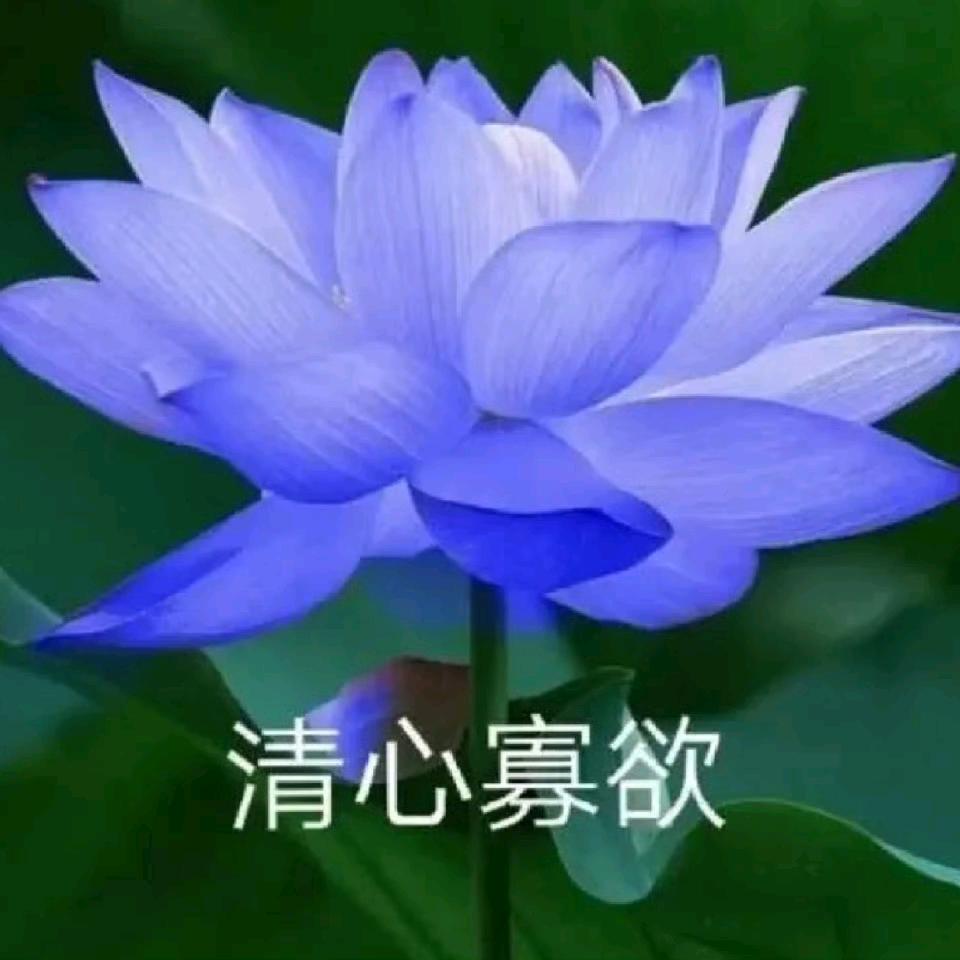 茉莉清心