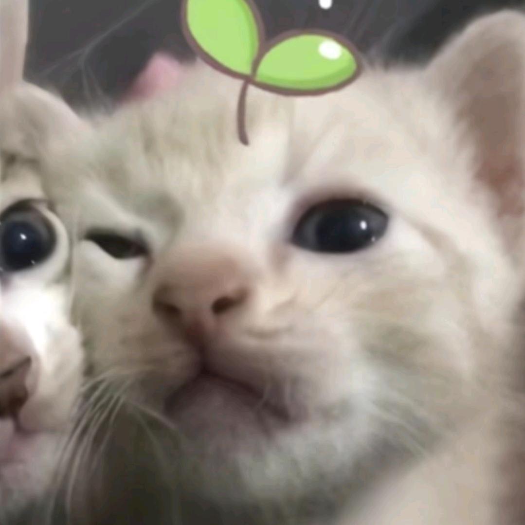 汁糕糕头像
