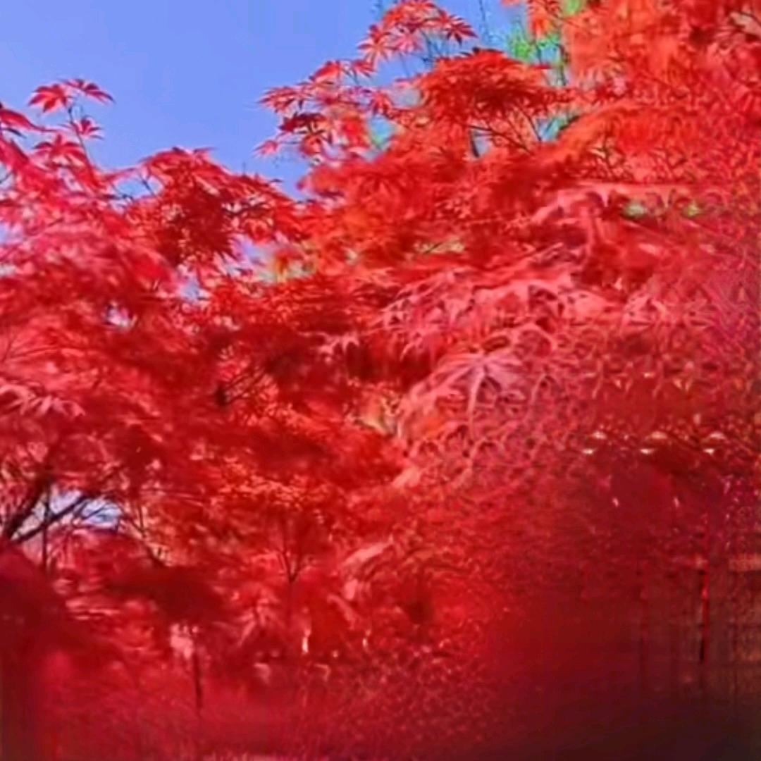 🍁小枫叶🍁