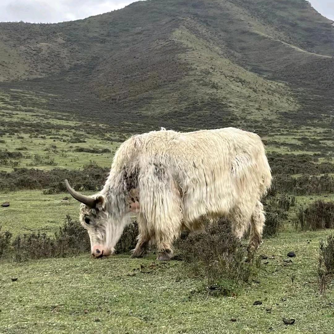 最年轻的牧羊人