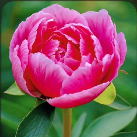 蝶恋花