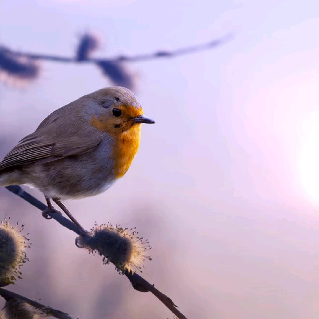 新锐视界萌宠甄选