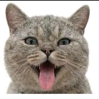 土豆是个乖小喵🐱