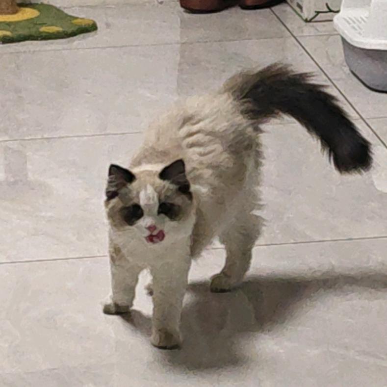 不爱吃鱼🐟