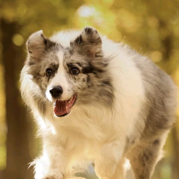 人生得意须尽欢（狗头军师）