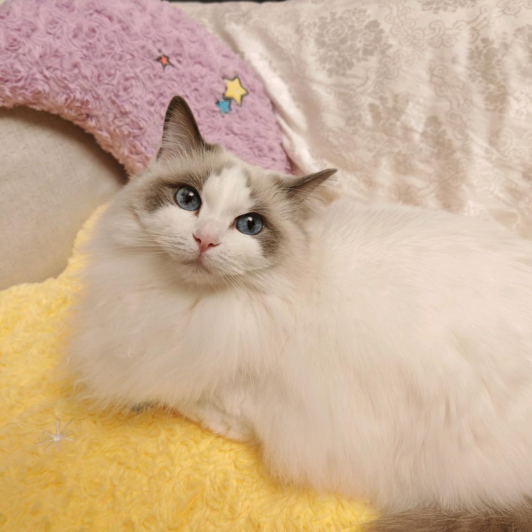 🌈 ๑ 喵 ～🐈🐾