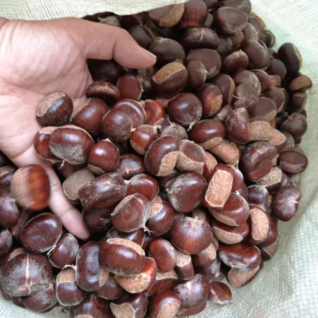 沂蒙山板栗哥哥