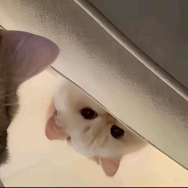 。，