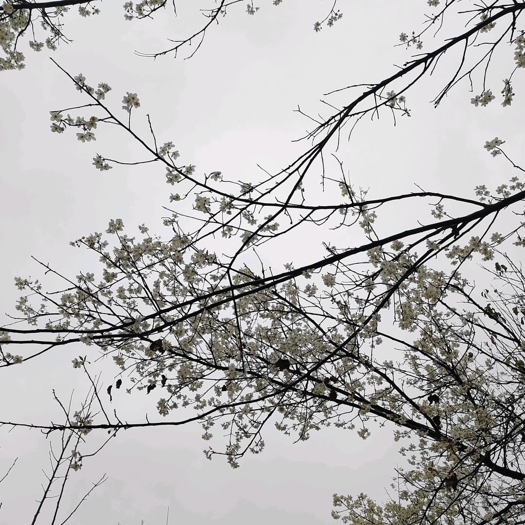 瑞泠鸢