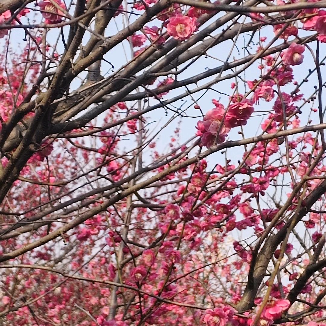 明天會更好