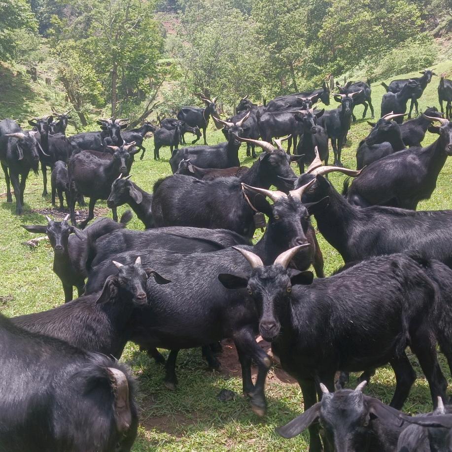 农村单身汉放养正宗小耳黑山羊