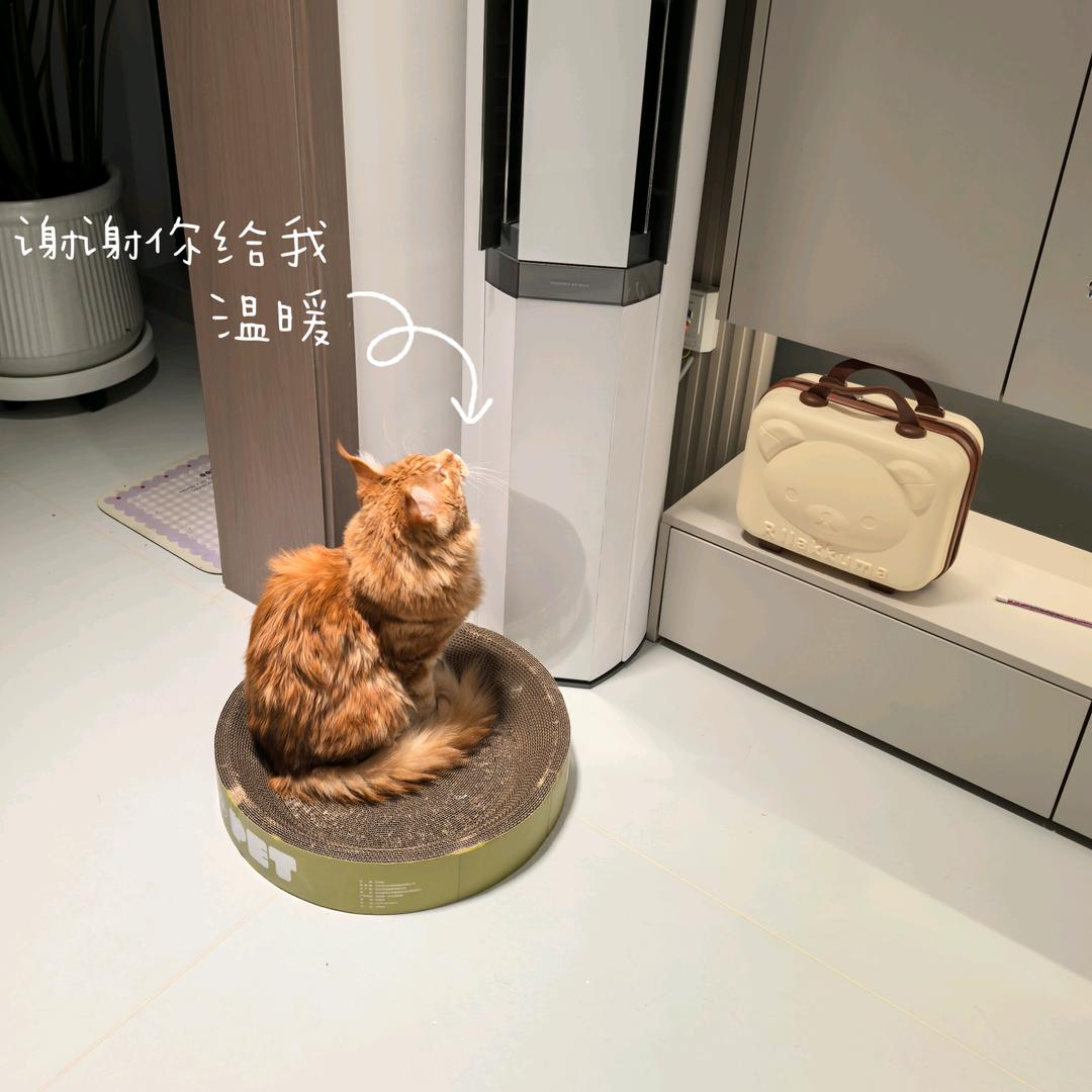 🍭甜甜的猫宝宝🍭