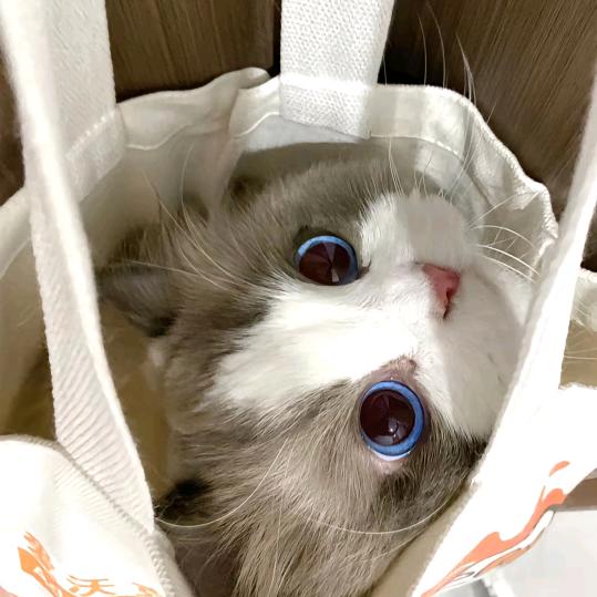 栀栀