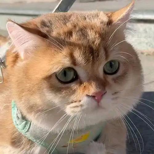 王小胖