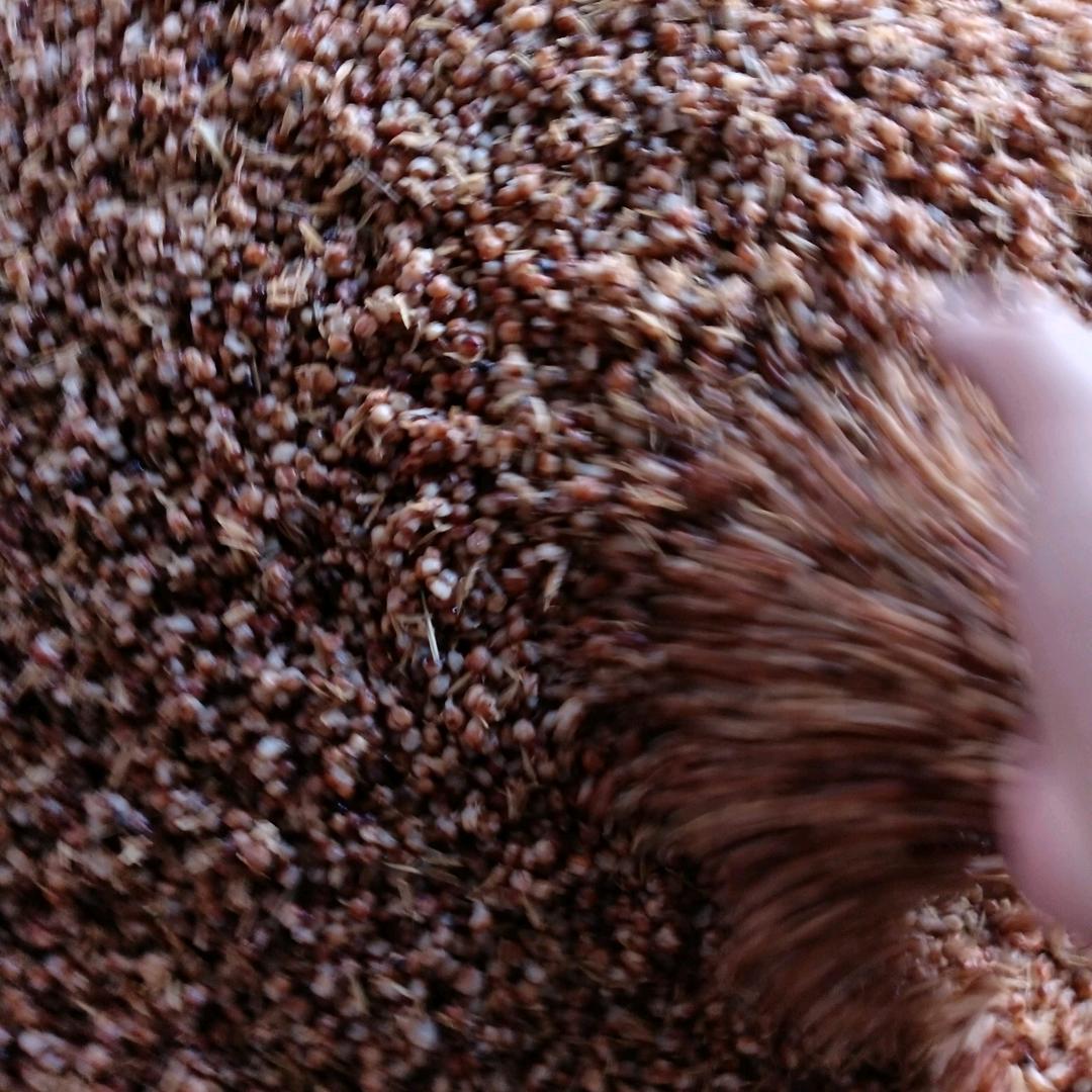 九九点一回🐉🐉🐲🐍