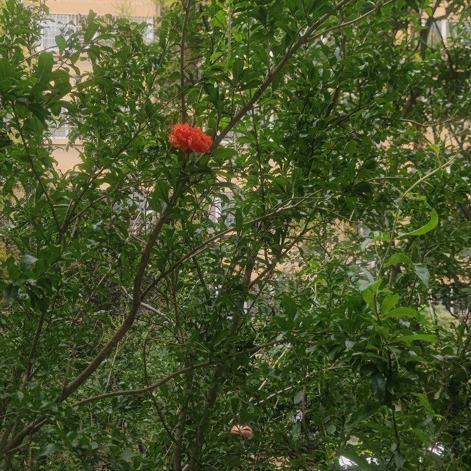 退伍兵三哥