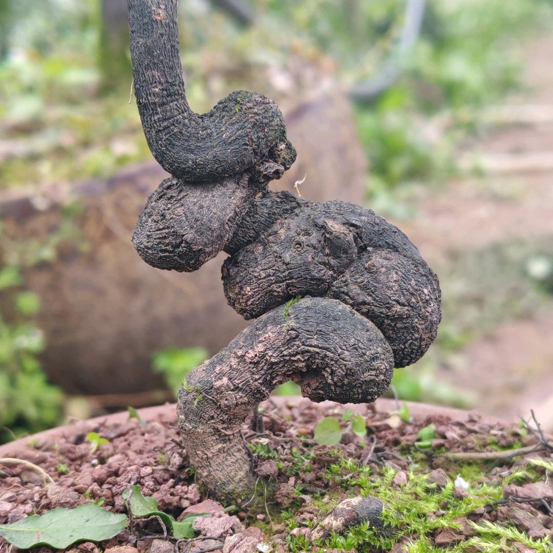 巡山老鸦柿