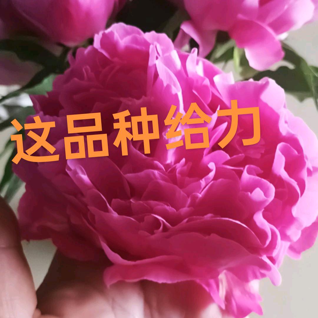 茶乡花王