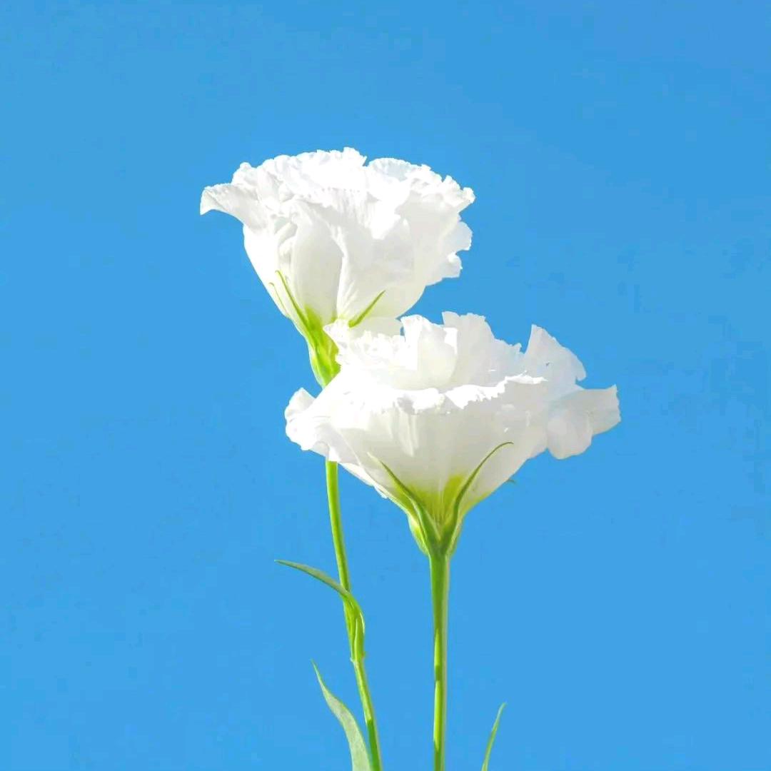 美你不幸