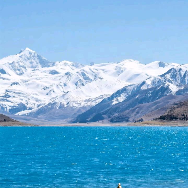 雪苗