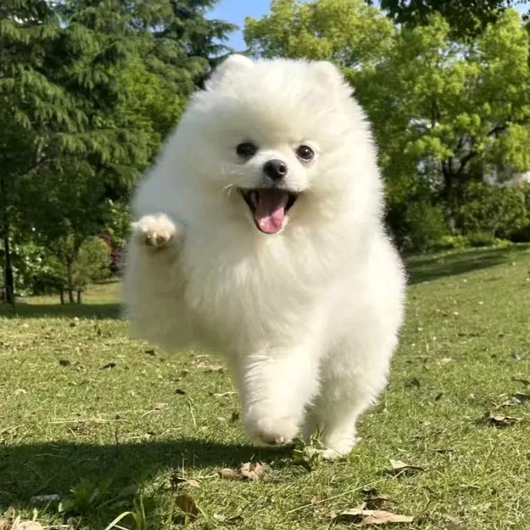 秋秋姐萌宠用品