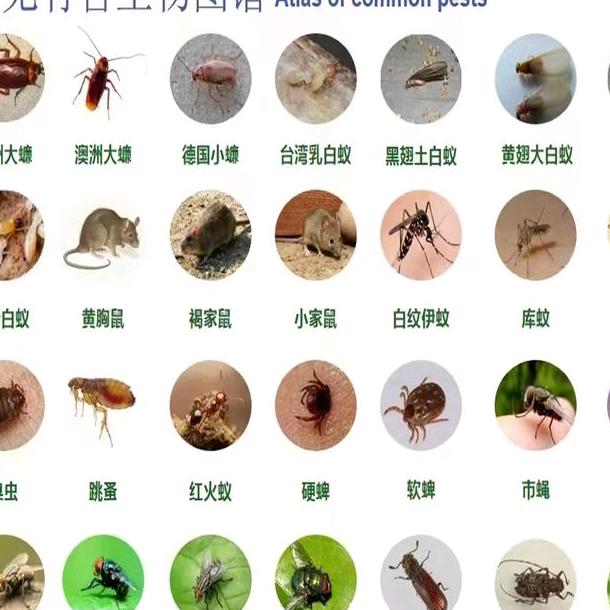 大洋芋虫控