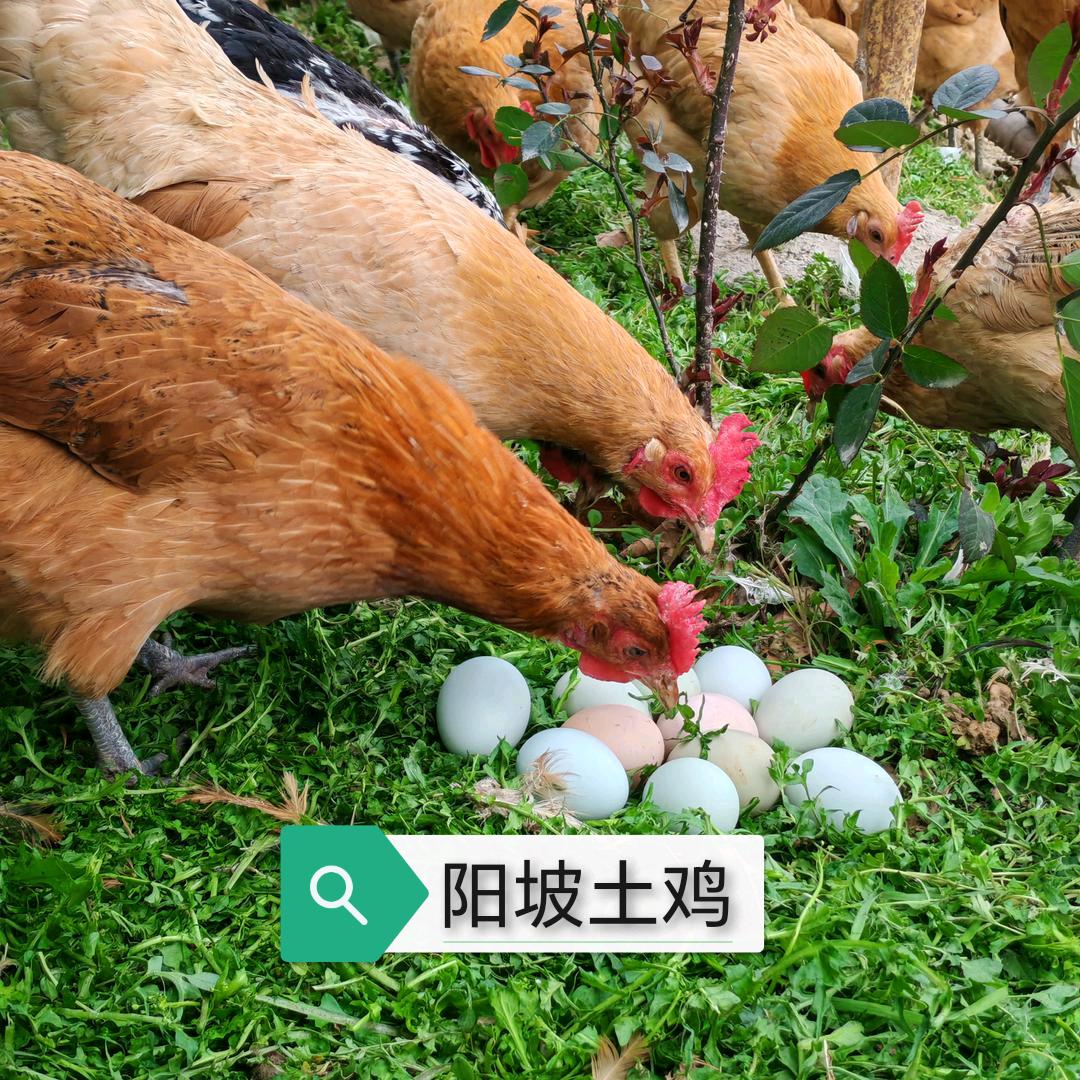 十堰（阳坡）散养土鸡李老板
