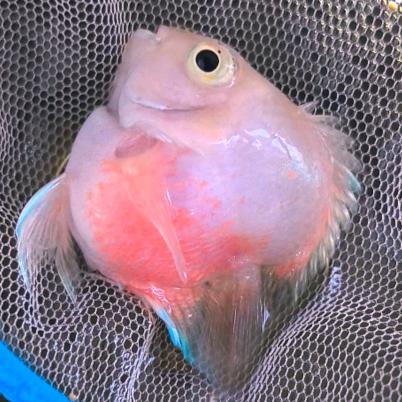 桃心鱼韵(桃心迷你鹦鹉鱼)