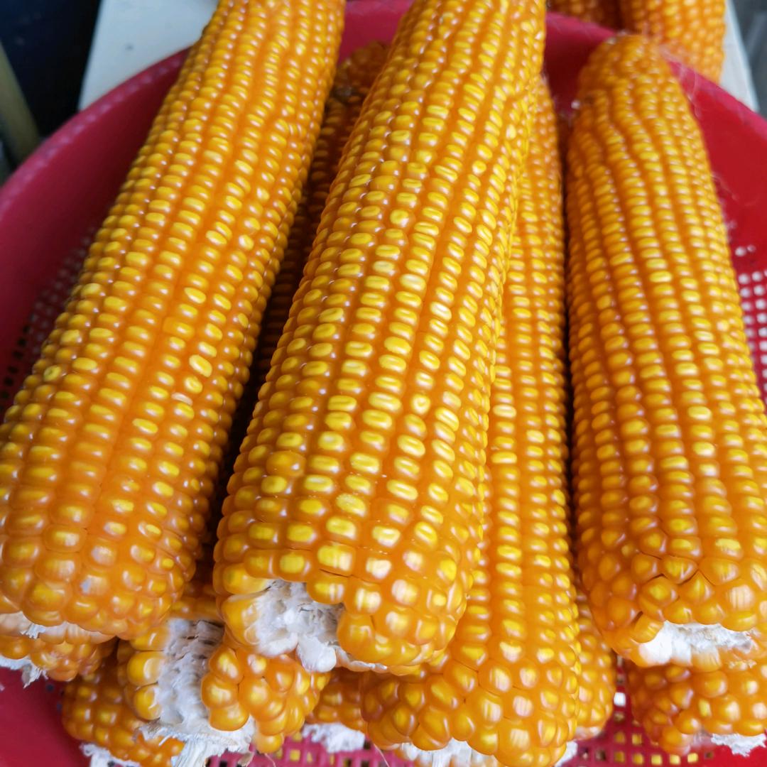 黄平黎姐优质种子小铺