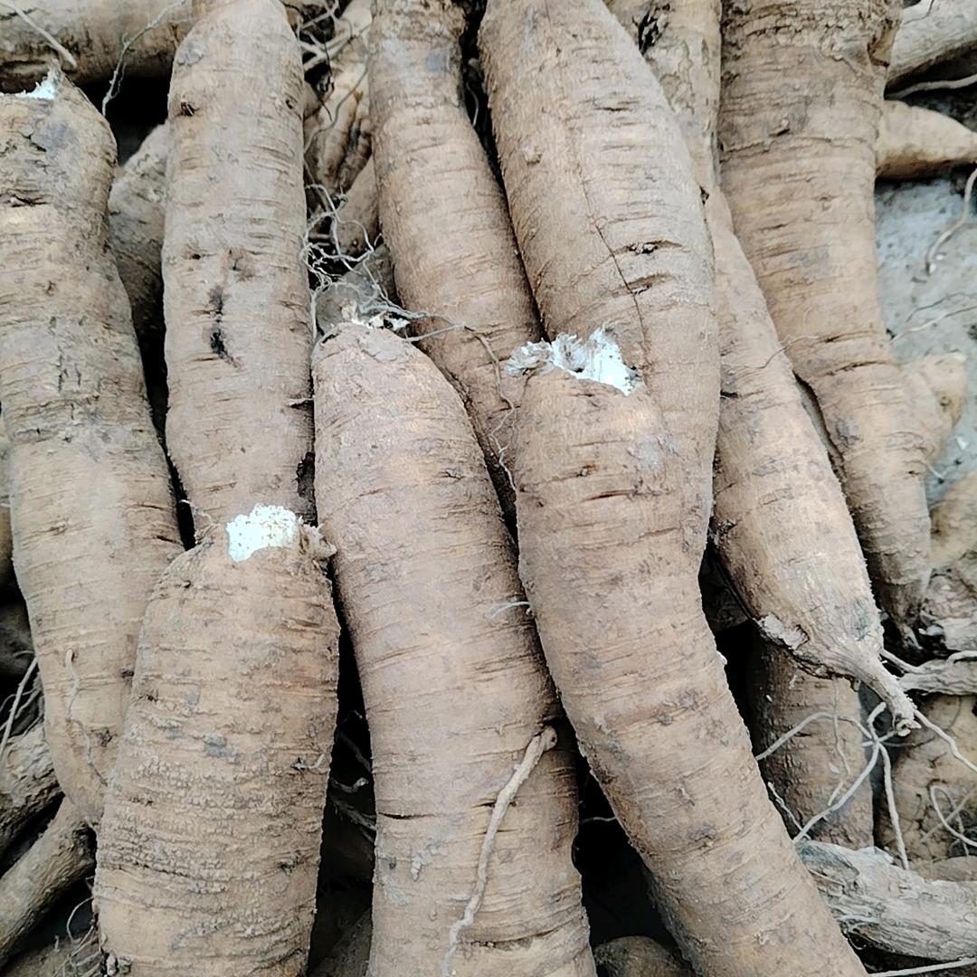 亳州药材。东山再起。