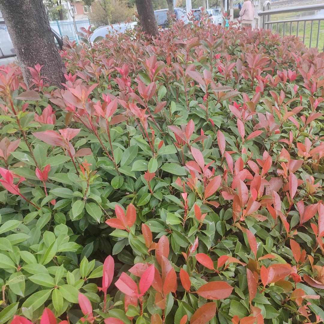 爱生活爱鲜花