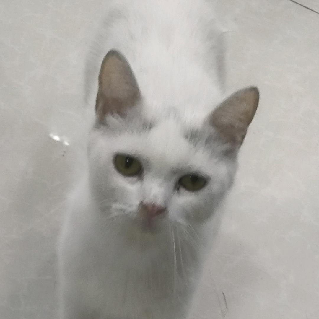 锐林物