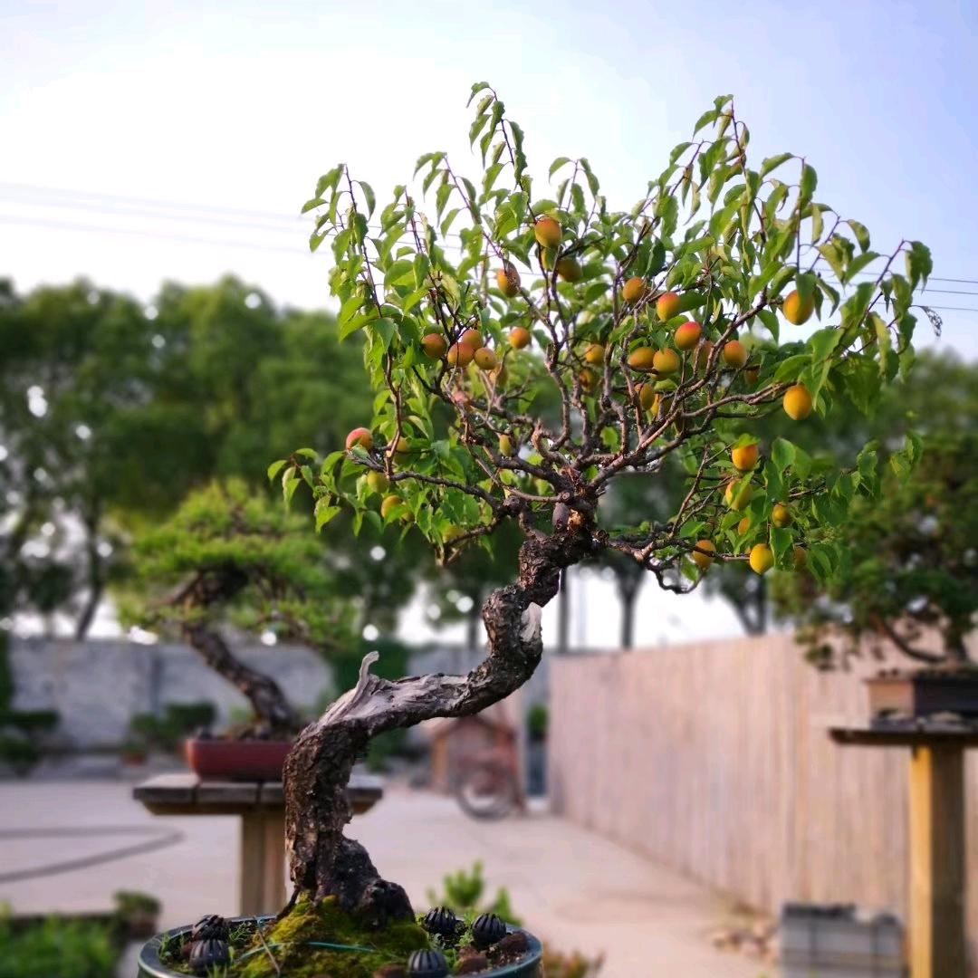 乡间花社