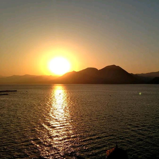 梧桐树 Parasol tree