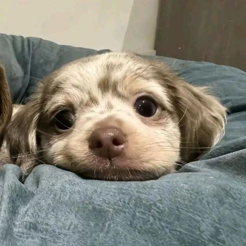 夏夏喜欢在海底世界遨游