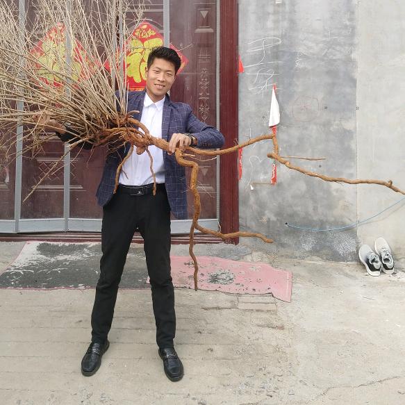 阿波茜草