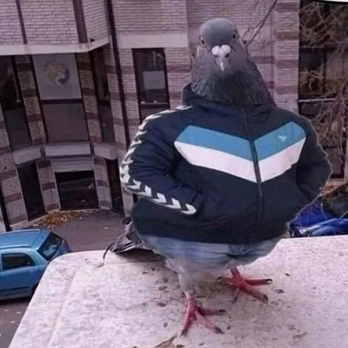 鸽子√头像