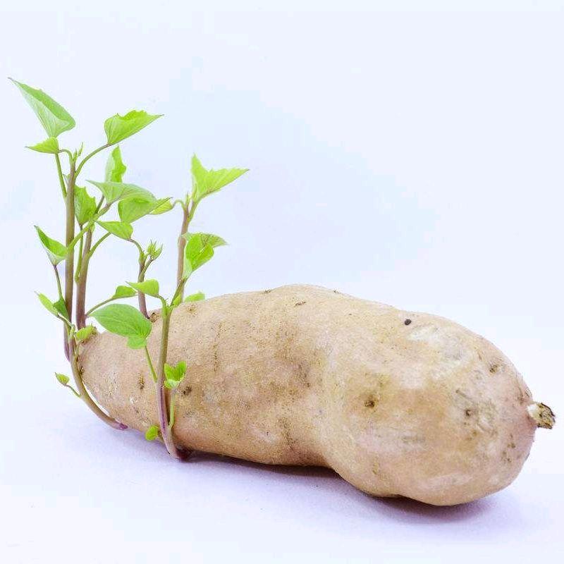 人间三月天