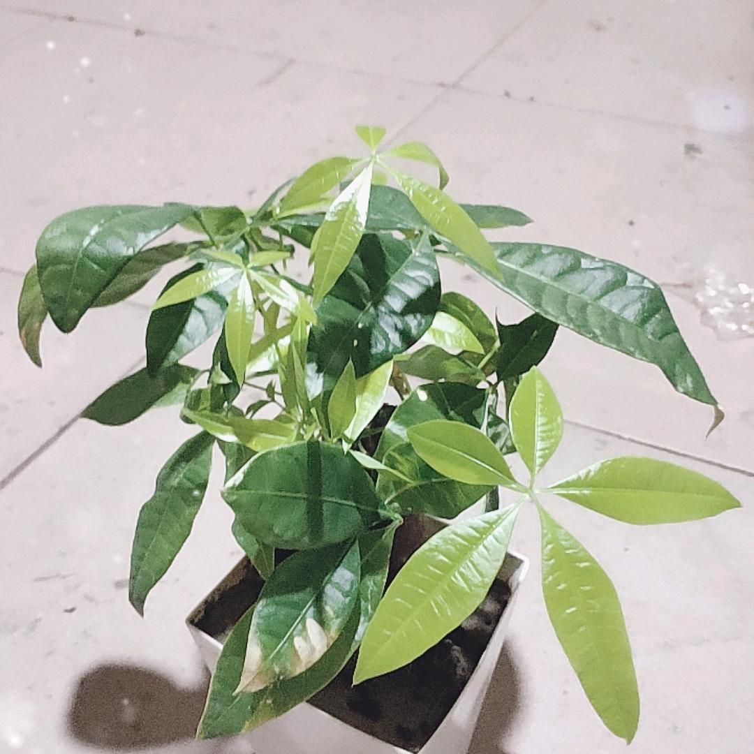 花花v的尘客哥