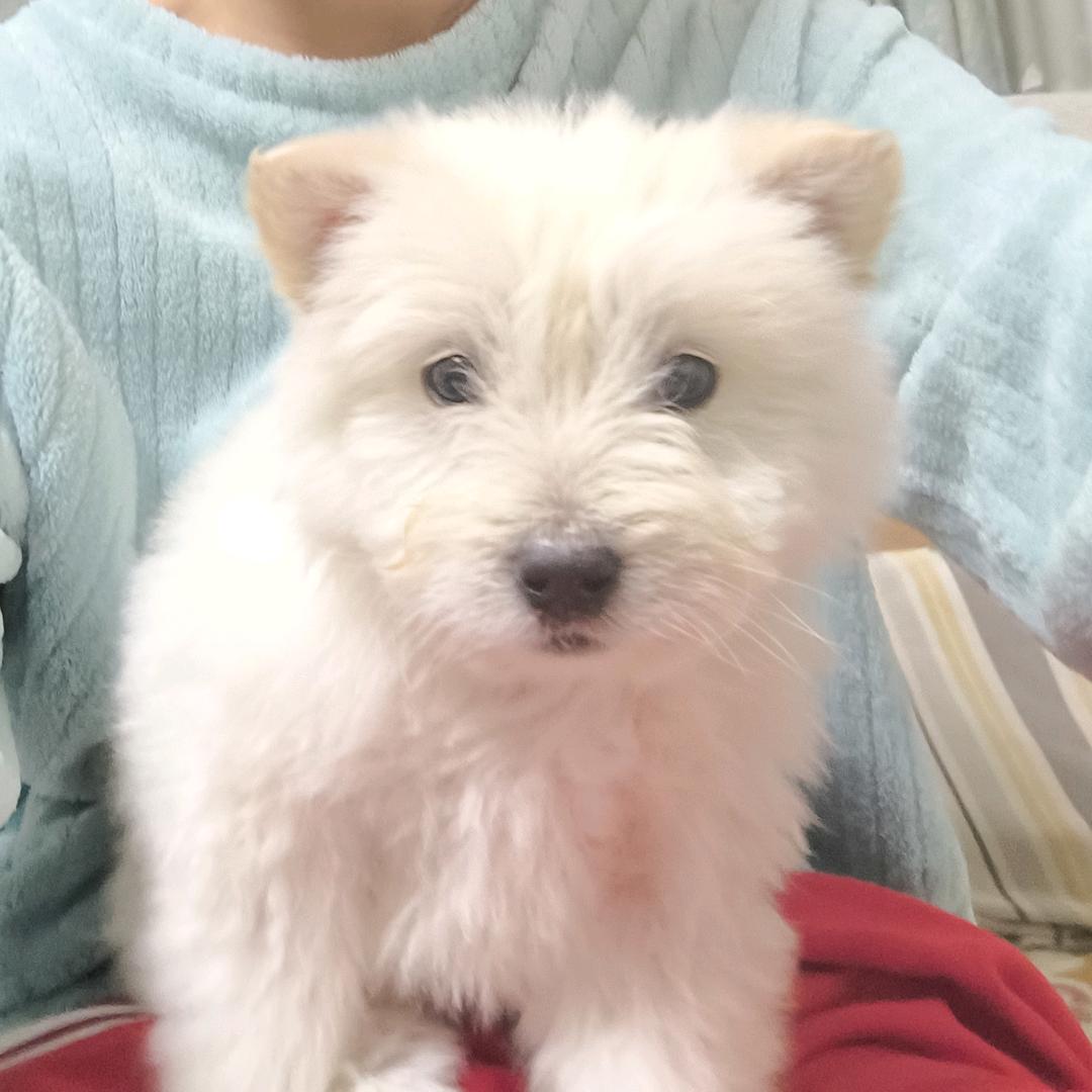 呆呆小狗