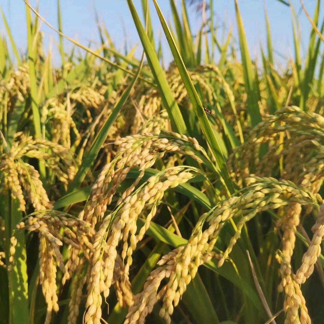 梦醒（我在小站种水稻）
