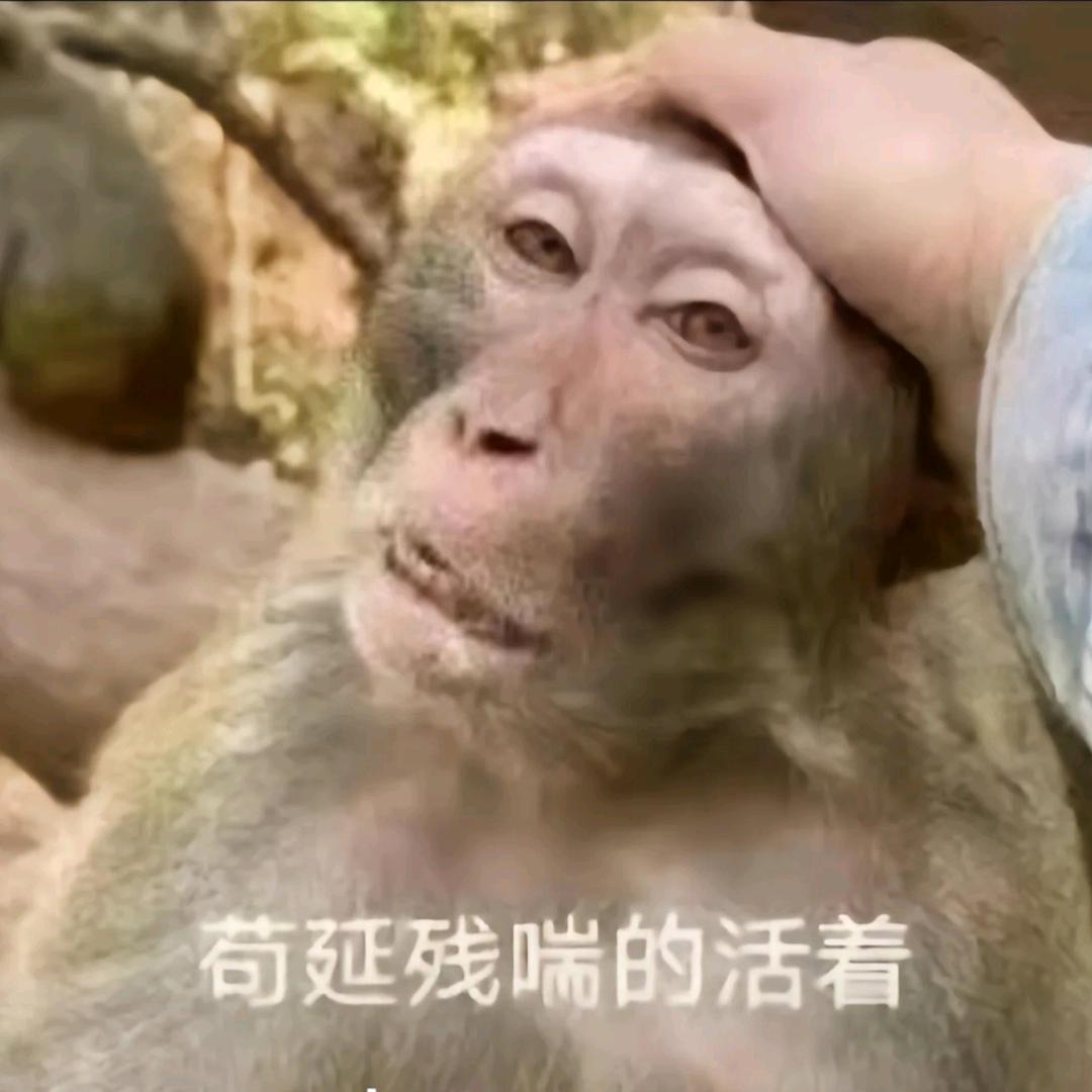 能量棒垫资源头钱包裹胸针