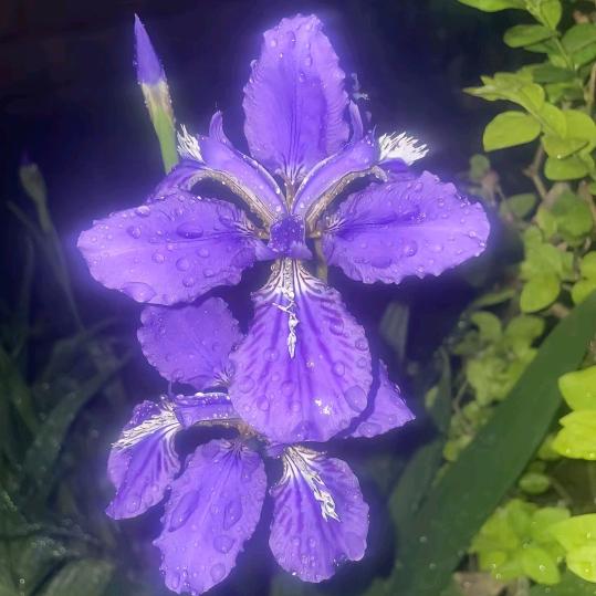 隐囚洁癖（还我流量