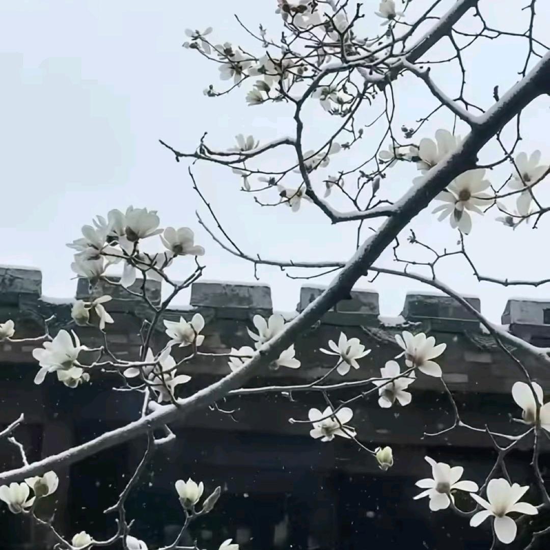 听风吟