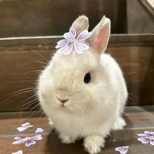 芜尤