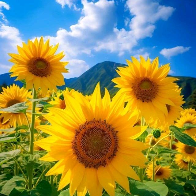 精诚养车比亚迪石家庄翼之迪鹤哥